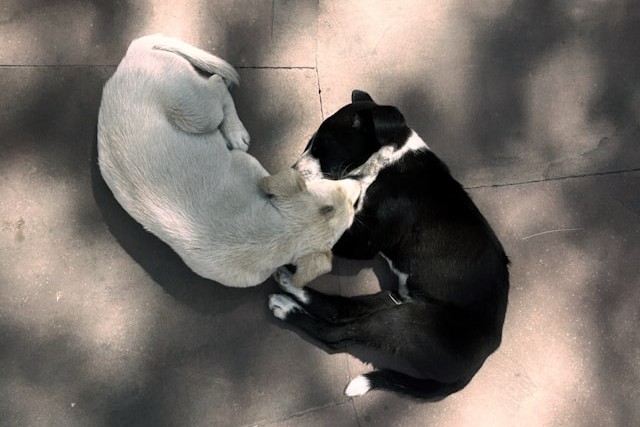 opposite polarities